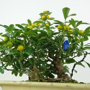 盆栽 金豆 樹高 約22cm きんず 高級盆栽...の詳細画像5