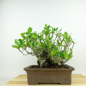 八房五葉松　八紘 盆栽 盆栽：五葉松(八紘)* 現品 ごようまつ ゴヨウマツ Goyoumatsu bonsai
