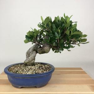 盆栽：特選皐月(金采)現品*さつき サツキ Rhododendron indicum