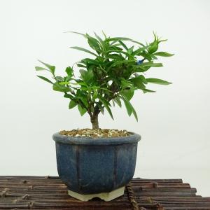 盆栽 皐月 金彩 樹高 約9cm さつき Rhododendron indicum サツキ