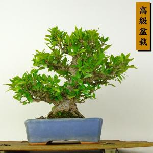 盆栽 特選：皐月(明美の月)現品*さつき サツキ Satsuki bonsai 小品