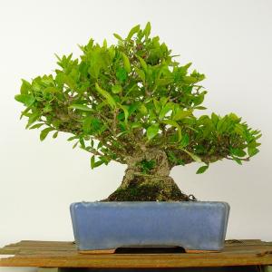 盆栽 梔子 樹高 約20cm くちなし 高級盆...の詳細画像2