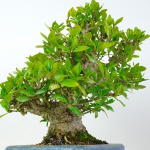 盆栽 梔子 樹高 約20cm くちなし 高級盆...の詳細画像5