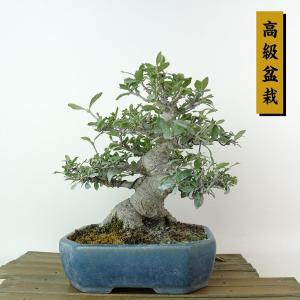 盆栽：小楢（こなら・コナラ）*現品 Quercus serrata konara bonsai