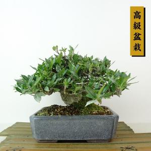 盆栽 梔子 樹高 約13cm くちなし 高級盆栽 Gardenia jasminoides クチナシ アカネ科 クチナシ属 常緑樹 観賞用 小品 現品