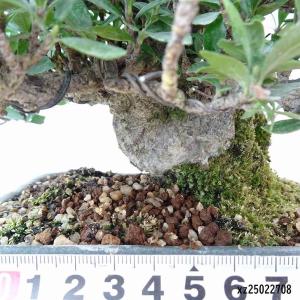 盆栽 梔子 樹高 約13cm くちなし 高級盆...の詳細画像4