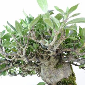 盆栽 梔子 樹高 約13cm くちなし 高級盆...の詳細画像5