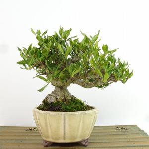 盆栽 梔子 樹高 約13cm くちなし Gardenia jasminoides クチナシ 実 アカネ科 クチナシ属 常緑樹 観賞用 小品 現品