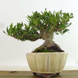 盆栽 梔子 樹高 約13cm くちなし Gar...の詳細画像2