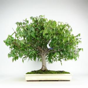 盆栽 欅 樹高 約45cm けやき Zelko...の詳細画像2