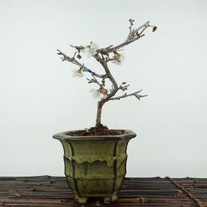 盆栽：枸杞（クコ）くこ*(鉢カケ有)現品 kuko bonsai Lycium chinense