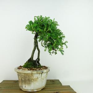 盆栽 磯ざんしょう 挿し木20年生 イソザンショウ 磯山椒 いそざん