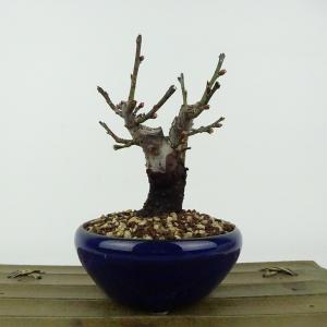 盆栽 「甲州野梅」 野梅 ヤバイ やばい 雑木盆栽 花物盆栽 大型盆栽