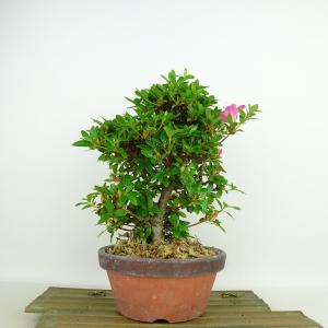 盆栽 特選：皐月(明美の月)現品*さつき サツキ Satsuki bonsai