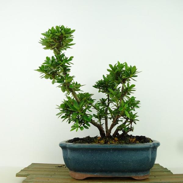 盆栽 皐月 鶴翁 樹高 約16cm さつき Rhododendron indicum サツキ ツツジ...