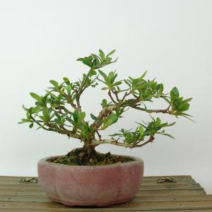 盆栽 皐月 歓喜天 樹高 約19cm さつき Rhododendron indicum サツキ