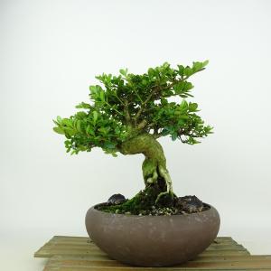 盆栽 特選：皐月(明美の月)現品*さつき サツキ Satsuki bonsai 小品