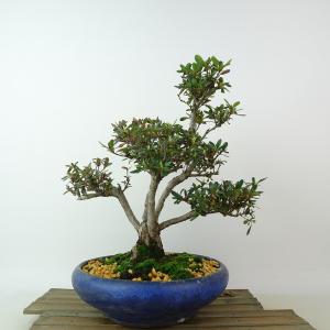 盆栽 特選：皐月(明美の月)現品*さつき サツキ Satsuki bonsai 小品