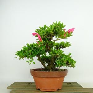 盆栽 特選：皐月(大盃)現品*さつき サツキ Rhododendron indicum
