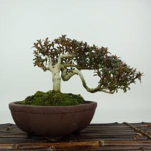 盆栽 皐月 新日光 樹高 約22cm さつき Rhododendron indicum サツキ