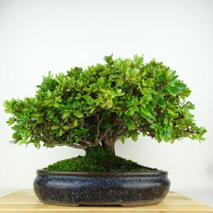 盆栽 皐月 鈴の誉 樹高 約22cm さつき ...の詳細画像2