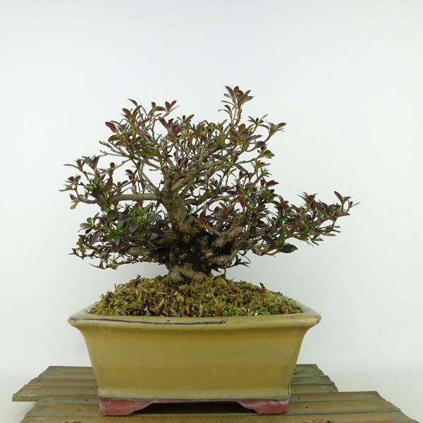 盆栽 皐月 八咫の鏡 樹高 約19cm さつき Rhododendron indicum サツキ ツ...