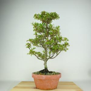 盆栽 特選：皐月(明美の月)現品*さつき サツキ Satsuki bonsai 小品
