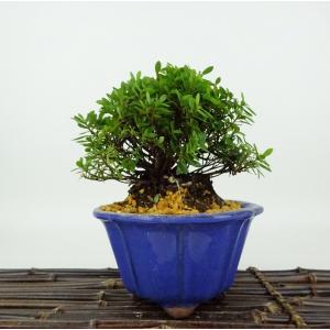 盆栽 皐月 はなびん 樹高 約29cm さつき Rhododendron indicum サツキ