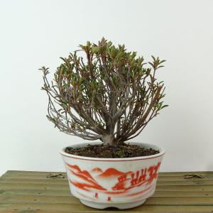 盆栽 皐月 新日光 樹高 約22cm さつき Rhododendron indicum サツキ