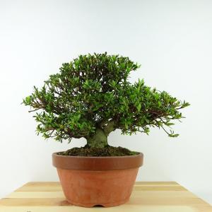 盆栽 特選：皐月(大盃)現品*さつき サツキ Rhododendron indicum