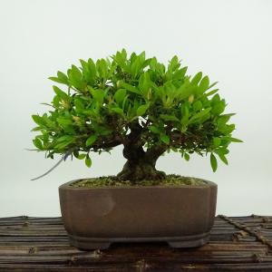 盆栽 皐月 光の司 樹高 約14cm さつき Rhododendron indicum サツキ ツツジ科 常緑樹 観賞用 小品 現品