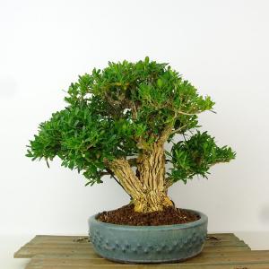 盆栽 台湾黄楊 樹高 約20cm たいわんつげ タイワンツゲ 柘植 ツゲ科 常緑樹 観賞用 小品 現品