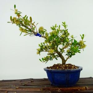 盆栽 梅 甲州野梅 樹高 約36cm うめ Prunus mume ウメ 花梅 バラ科