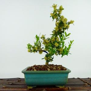 盆栽 特選：瑠璃瓢箪(るりびょうたん) 現品*ルリビョウタン
