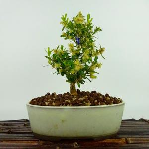 梔子　小品盆栽 盆栽：特選梔子(くちなし) 現品*クチナシ Minarikuchinashi bonsai