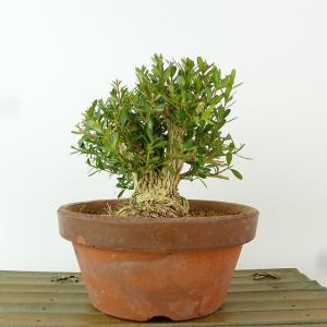 盆栽 台湾黄楊 樹高 約11cm たいわんつげ タイワンツゲ 柘植 ツゲ科 常緑樹 観賞用 小品 現品