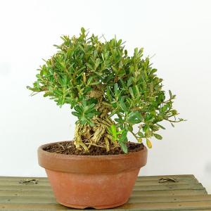 盆栽 台湾黄楊 樹高 約13cm たいわんつげ タイワンツゲ 柘植 ツゲ科 常緑樹 観賞用 小品 現品