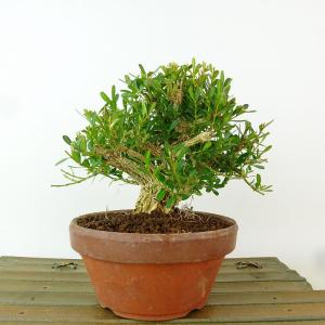 盆栽 台湾黄楊 樹高 約11cm たいわんつげ タイワンツゲ 柘植 ツゲ科 常緑樹 観賞用 小品 現品