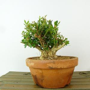 盆栽 台湾黄楊 樹高 約10cm たいわんつげ タイワンツゲ 柘植 ツゲ科 常緑樹 観賞用 小品 現品