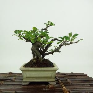 美芸　六角　盆栽鉢 盆栽小鉢：美芸（常滑）六角鬼面足面付鉢 21.5cm*資材 : 遊恵盆栽