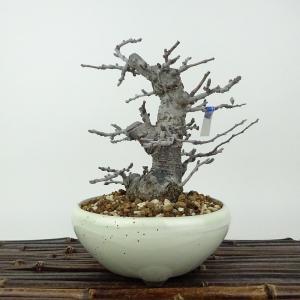 コーデックス：ユーフォルビア エクロニー 鬼笑い*塊幅2.5cm 現品