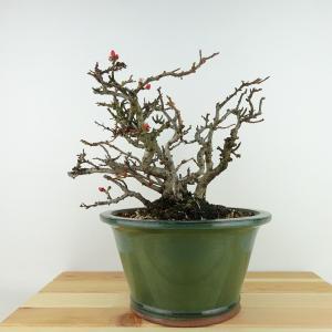 盆栽 紅葉 清姫 樹高 16cm〜18cm もみじ Acer palmatum モミジ カエデ