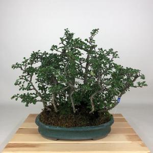 盆栽 こまゆみ 樹高 約21cm Euonymus alatus form ciliatodentatus
