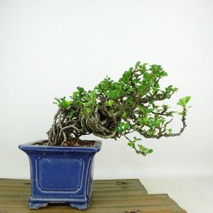 盆栽 梅 長寿梅 樹高 約14cm ちょうじゅばい Chaenomeles japonica 'Chojubai' チョウジュバイ バラ科 ボケ属 落葉樹 観賞用 小品 現品