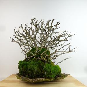 盆栽 梅 長寿梅 樹高 約32cm ちょうじゅばい チョウジュバイ 白 バラ科 ボケ属 落葉樹 観賞用 現品