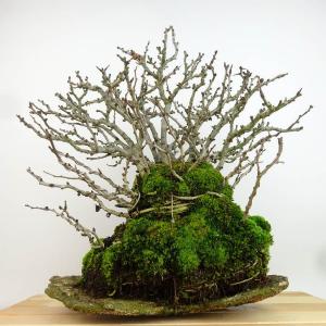 盆栽 梅 長寿梅 樹高 約32cm ちょうじゅ...の詳細画像2