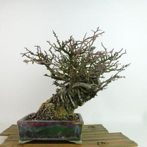 盆栽 梅 長寿梅 樹高 約21cm ちょうじゅばい Chaenomeles japonica 'Chojubai' チョウジュバイ バラ科 ボケ属 落葉樹 観賞用 現品