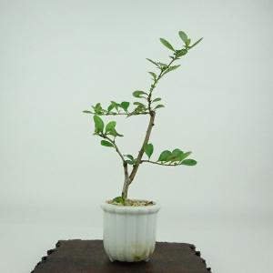 庭木：木瓜 銀長寿（白八重）*ぼけ : 遊恵盆栽 Yahoo!店 - 通販