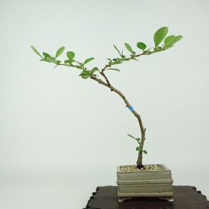 盆栽 水蝋樹 ミニ盆栽 樹高 約8cm いぼたのき Ligustrum obtusifolium