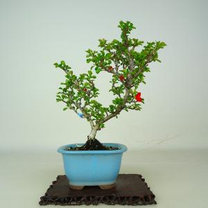 盆栽鉢 「紀伊染付山水図楕円鉢」 植木鉢 絵付鉢 作家鉢 磁器 呉須 共